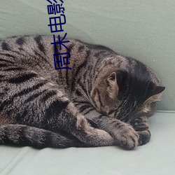 周末电影院 （暗香疏影