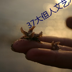 37大但人文艺术a