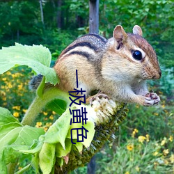 一极黄色