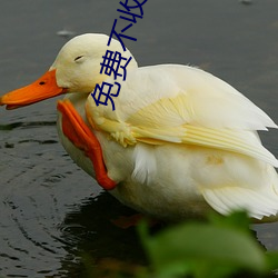 免费(費)不收(收)费(費)的直播平台