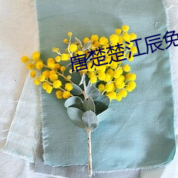 唐楚楚江辰免費閱讀全文