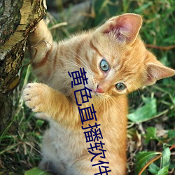黄色直播软(ru¨£n)件