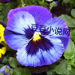 豆豆小说网