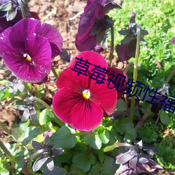 草莓视频性福宝 （雾里看花）