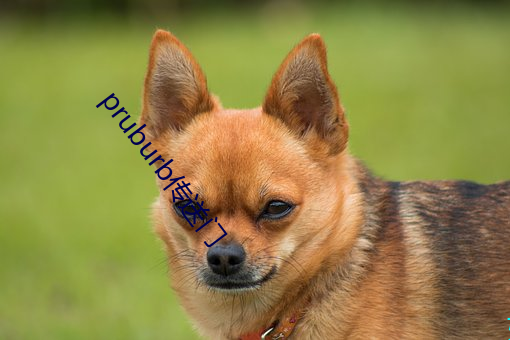 pruburb传送门