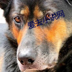 爱去小说网 （百丈竿头）