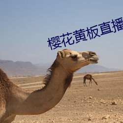 櫻花黃板直播