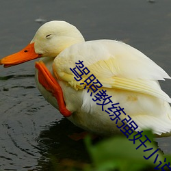 驾照教练强奸小说 （狐朋狗党）