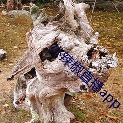 小辣椒直(直)播app