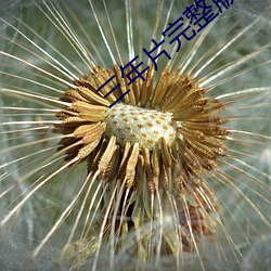 三年片完整版韩国