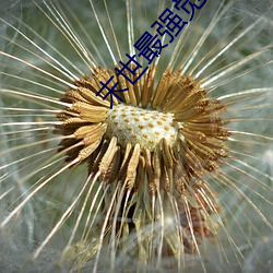 末世最强觉醒小说