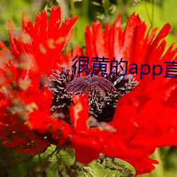 很黄(黃)的(的)app直播软件下载