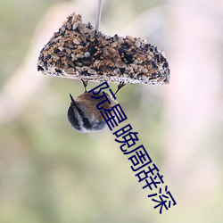 阮星晚周辞深
