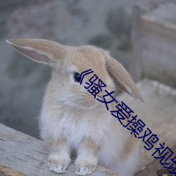 《騷女愛操雞視頻