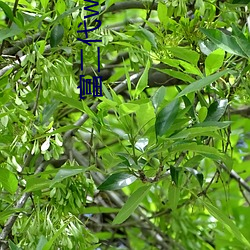富(fù)二代(dài)www在线下(xià)载(zài)