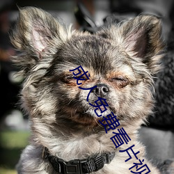 成人免費看片視頻色多多