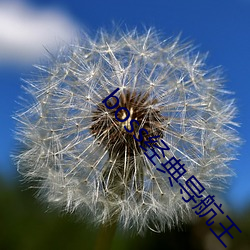 boss經典導航王