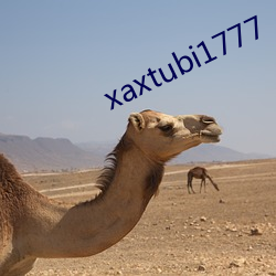 xaxtubi1777