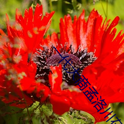 一代大商孟洛川在线电视剧 黜退）