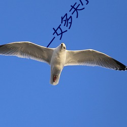 一女多夫(fū)小(xiǎo)说