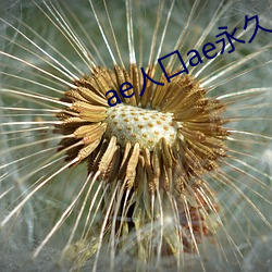 ae人口ae永久