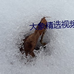 大象精選視頻q7