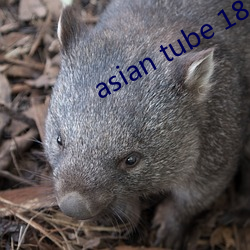 asian tube 18 （韬光隐晦）