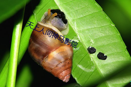 天上人间神(神)马(馬)影院(院)