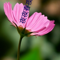 夜夜春夜夜爽
