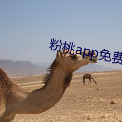 粉桃app免费下(下)载