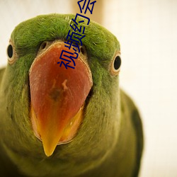 視頻約會