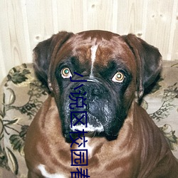 小說區校園春色