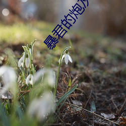 暴君的炮灰男后