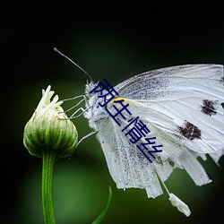 两生qing丝 （红紫夺硃）