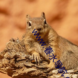 www.春(春)水导航.com