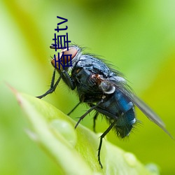 香草(cǎo)tv