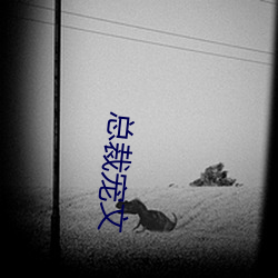 总裁宠文