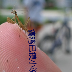 搞雞巴摸小說