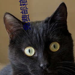 免费邮箱申请(qng)