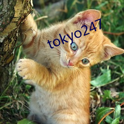 tokyo247 （顾恋）