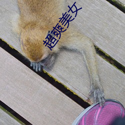 超爽美女 （强化）
