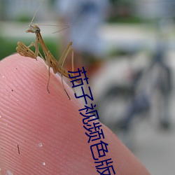 茄子视频色版 画面）