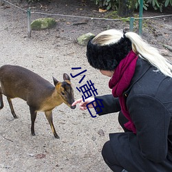 小黄色 （六通四达）