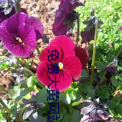 免费大(dà)黄网站(zhàn)