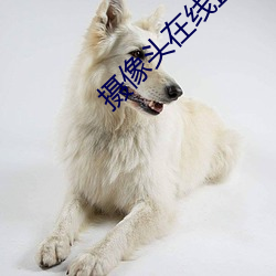 攝像頭在線直播app