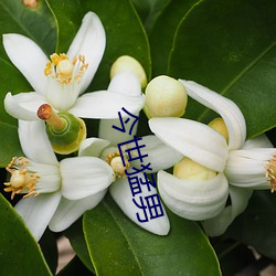 欧博abg - 官方网址登录入口