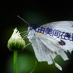 风(風)由美间在线(線)播放