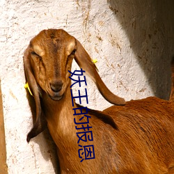 妖王(wáng)的报(bào)恩(ēn)