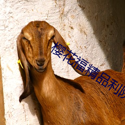 櫻花福精品利院
