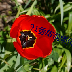 91香草视频传煤